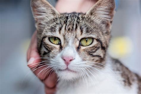 chat tourne en rond|Ataxie chez le chat : quels sont les symptômes et traitements.